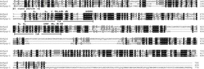 A Novel Tyrosinase Gene Plays a Potential Role in Modification the Shell Organic Matrix of the Triangle Mussel Hyriopsis cumingii